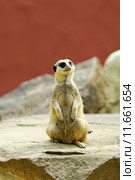 surricat standing guard. Стоковое фото, фотограф daniel guffanti / PantherMedia / Фотобанк Лори
