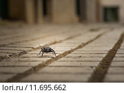 Darkling beetle. Стоковое фото, фотограф Rüdiger Wittmann / PantherMedia / Фотобанк Лори