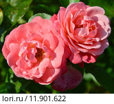 Роза флоринбуда Куин Элизабет, Королева Елизавета (лат. Queen Elizabeth (Queen of England, The Queen Elizabeth Rose)), Lammerts США, 1954. Стоковое фото, фотограф lana1501 / Фотобанк Лори