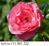 Роза флоринбуда Куин Элизабет (лат. Queen Elizabeth (Queen of England, The Queen Elizabeth Rose)), Lammerts США, 1954. Стоковое фото, фотограф lana1501 / Фотобанк Лори