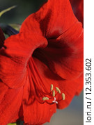 plant flower amaryllis amaryllisgew chse. Стоковое фото, фотограф Ines Weiland-Weiser / PantherMedia / Фотобанк Лори