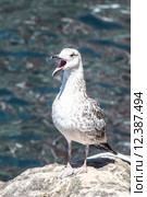 Little hungry bird  seagull screaming. Стоковое фото, фотограф Nicola Galiero / PantherMedia / Фотобанк Лори