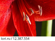 Red amaryllis flower on black background. Hippeastrum hortorum. Amaryllis are known as belladonna lily, Jersey lily, naked lady, Amarillo or, in South Africa, March lily. Стоковое фото, фотограф Nicola Galiero / PantherMedia / Фотобанк Лори