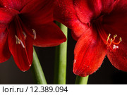Red amaryllis flower on black background. Hippeastrum hortorum. Amaryllis are known as belladonna lily, Jersey lily, naked lady, Amarillo or, in South Africa, March lily. Стоковое фото, фотограф Nicola Galiero / PantherMedia / Фотобанк Лори