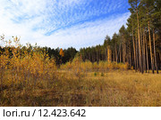 Молодые березки на лесной прогалине. Стоковое фото, фотограф Анатолий Матвейчук / Фотобанк Лори