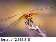 Желтая Стрекоза (Sympetrum flaveolum) Стоковое фото, фотограф Евгений Мухортов / Фотобанк Лори
