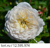Роза кустарниковая Крокус Роуз (Эмануэль) (лат. Crocus Rose), David Austin 2000. Стоковое фото, фотограф lana1501 / Фотобанк Лори