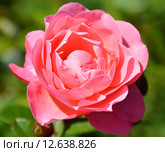 Роза кустарниковая Ладюрэ (лат. Laduree), Massad 2009. Стоковое фото, фотограф lana1501 / Фотобанк Лори