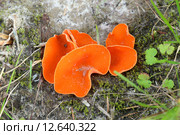 Алеврия оранжевая (Aleuria aurantia). Грибы крупным планом. Стоковое фото, фотограф Григорий Писоцкий / Фотобанк Лори