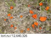 Алеврия оранжевая (Aleuria aurantia) Стоковое фото, фотограф Григорий Писоцкий / Фотобанк Лори