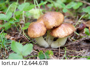 Грибы маслята (лат. Suillus luteus ) Стоковое фото, фотограф Елена Коромыслова / Фотобанк Лори