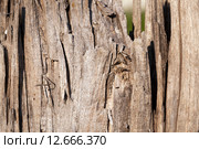 Расколовшаяся древесина. Стоковое фото, фотограф Игорь Лейчонок / Фотобанк Лори