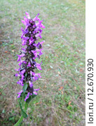 Буквица лекарственная (Betonica officinalis) Стоковое фото, фотограф Заноза-Ру / Фотобанк Лори