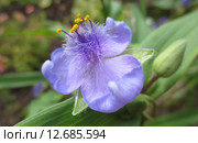 Многолетние цветы Традесканция Андерсона (лат.Tradescantia andersoniana) Стоковое фото, фотограф Т. З. / Фотобанк Лори