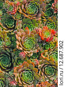Молодило или Каменная роза (Sempervivum). Крупный план,вид сверху. Стоковое фото, фотограф Евгений Мухортов / Фотобанк Лори