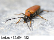 Жук-усач Лептура красная (лат. Leptura thoracica) Стоковое фото, фотограф Елена Коромыслова / Фотобанк Лори