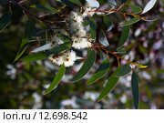 Closeup of blossoming soap mallee. Стоковое фото, фотограф Яков Филимонов / Фотобанк Лори