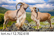 barbary sheeps on rock in wildness. Стоковое фото, фотограф Яков Филимонов / Фотобанк Лори