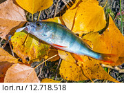 Речной окунь или обыкновенный окунь (лат. Perca fluviatilis). Пойманная рыба на жёлтой берёзовой листве. Стоковое фото, фотограф Евгений Мухортов / Фотобанк Лори