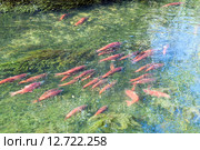 Нерка - кокани (Kokanee, Oncorhynchus nerka) идет на нерест (2015 год). Стоковое фото, фотограф Ирина Кожемякина / Фотобанк Лори