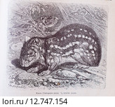 Пака (Соеlogenys paca) - рисунок из книги А. Брэма "Жизнь животных" 1896г. Стоковая иллюстрация, иллюстратор Вера Смолянинова / Фотобанк Лори