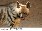 Гиена облизывается (Полосатая гиена, Striped hyena, Hyaena hyaena) Стоковое фото, фотограф Щеголева Ольга / Фотобанк Лори