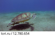 Зелёная морская черепаха или суповая черепаха (Chelonia mydas) Красное море, Марса-эль-Алам, бухта Абу-Дабаб, Египет. Стоковое видео, видеограф Некрасов Андрей / Фотобанк Лори