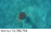Зелёная морская черепаха или суповая черепаха (Chelonia mydas). Красное море, Марса-эль-Алам, бухта Абу-Дабаб, Египет. Стоковое видео, видеограф Некрасов Андрей / Фотобанк Лори