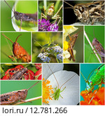 Кузнечик (лат. Tettigonioidea). Коллаж из фотографий кузнечиков, обитающих на территории России, Сибири. Стоковое фото, фотограф Евгений Мухортов / Фотобанк Лори