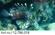 Рыба крылатка плывет рядом с коралловым рифом, Красное море, Марса-эль-Алам, бухта Абу-Дабаб, Египет. Стоковое видео, видеограф Некрасов Андрей / Фотобанк Лори