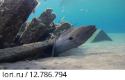 Гигантская мурена (Gymnothorax javanicus) прячется под затонувим судном, Красное море, Марса-эль-Алам, бухта Абу-Дабаб, Египет. Стоковое видео, видеограф Некрасов Андрей / Фотобанк Лори
