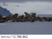 Белый медведь и лежбище моржей на фоне заснеженных гор. Архипелаг Новая Земля. Стоковое фото, фотограф Николай Гернет / Фотобанк Лори