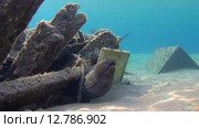 Гигантская мурена (Gymnothorax javanicus) прячется под затонувим судном, Красное море, Марса-эль-Алам, бухта Абу-Дабаб, Египет. Стоковое видео, видеограф Некрасов Андрей / Фотобанк Лори