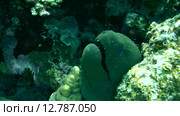 Гигантская мурена (Gymnothorax javanicus) прячется в коралловом рифе, Красное море, Марса-эль-Алам, бухта Абу-Дабаб, Египет. Стоковое видео, видеограф Некрасов Андрей / Фотобанк Лори
