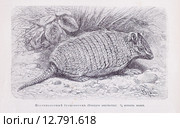 Шестиполосный броненосец (Dasypus sexcinctus) - рисунок из книги А. Брэма "Жизнь животных" 1896г. Стоковая иллюстрация, иллюстратор Вера Смолянинова / Фотобанк Лори