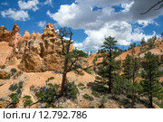 Сосны и яркие скалы. Национальный парк Брайс-Каньон (англ. Bryce Canyon National Park) (2015 год). Стоковое фото, фотограф Ирина Кожемякина / Фотобанк Лори