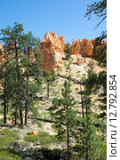 Яркие скалы и сосны в  национальном парке Брайс-Каньон (англ. Bryce Canyon National Park) (2015 год). Стоковое фото, фотограф Ирина Кожемякина / Фотобанк Лори