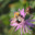 Полевой шмель (Bombus pascuorum) на цветке василька лугового. Стоковое фото, фотограф Ирина Водяник / Фотобанк Лори