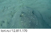Скат хвостокол (Taeniura meyeni) плывет над песчаным дном, Красное море, Марса-эль-Алам, бухта Абу-Дабаб, Египет. Стоковое видео, видеограф Некрасов Андрей / Фотобанк Лори