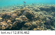 Коралловые рифы тропических морей, Красное море, Марса-эль-Алам, бухта Абу-Дабаб, Египет (2015 год). Стоковое видео, видеограф Некрасов Андрей / Фотобанк Лори