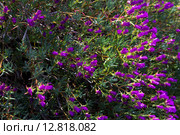 Lampranthus multiradiatus plant. Стоковое фото, фотограф Яков Филимонов / Фотобанк Лори