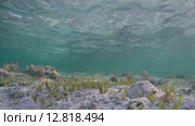 Солнечные блики на дне поросшим морской травой. Стоковое видео, видеограф Некрасов Андрей / Фотобанк Лори