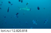 Серая рифовая акула (Carcharhinus amblyrhynchos) плывет в толще воды, Индийский океан, Мальдивские острова. Стоковое видео, видеограф Некрасов Андрей / Фотобанк Лори