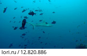 Серая рифовая акула (Carcharhinus amblyrhynchos) плывет в толще воды, Индийский океан, Мальдивские острова. Стоковое видео, видеограф Некрасов Андрей / Фотобанк Лори
