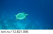 Морская черепаха Бисса (Eretmochelys imbricata) плывет рядом с коралловым рифом, Индийский океан, Мальдивские острова. Стоковое видео, видеограф Некрасов Андрей / Фотобанк Лори