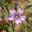 Просвирник прямостоячий (Malva erecta) Стоковое фото, фотограф Григорий Стоякин / Фотобанк Лори