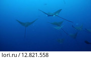 Стая скатов орляков (Aetobatus narinari) плывет в толще воды, Индийский океан, Мальдивские острова. Стоковое видео, видеограф Некрасов Андрей / Фотобанк Лори