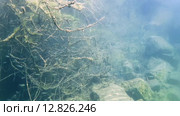Стая плотвы проплывает среди ветвей дерева покрытые водорослями в затопленном лесу. Стоковое видео, видеограф Некрасов Андрей / Фотобанк Лори