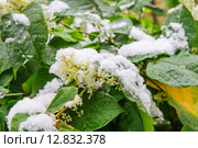 Горец японский (Reynoutria japonica, Polygonum sachalinensis) в снегу. Стоковое фото, фотограф Алёшина Оксана / Фотобанк Лори