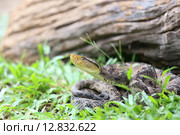 Ferdelance Pit Viper in the Rain Forest. Стоковое фото, фотограф David Castillo Dominici / Фотобанк Лори